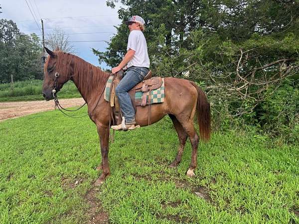 flashy-tennessee-walking-horse