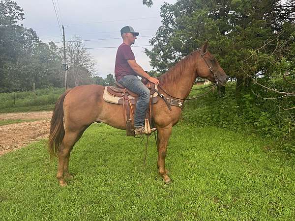 husband-safe-quarter-horse