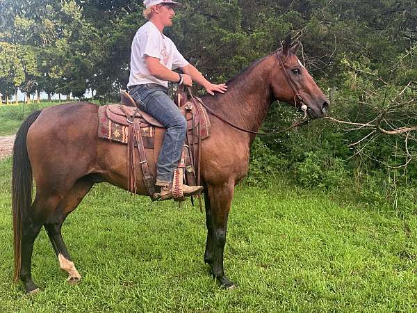 husband-safe-quarter-horse