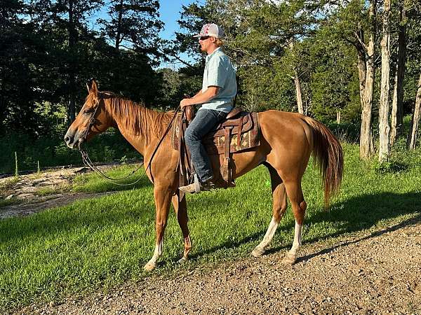 husband-safe-quarter-horse