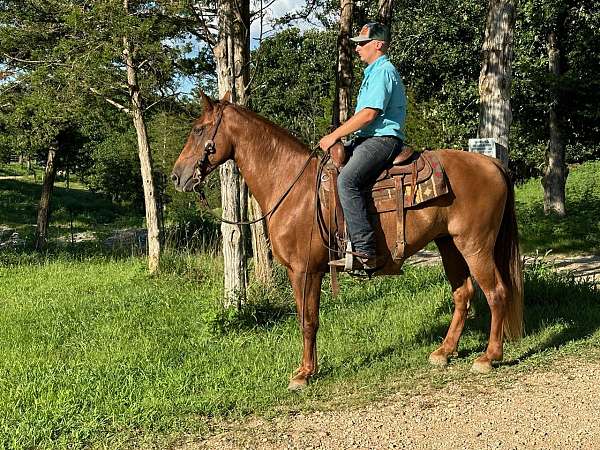 gaited-tennessee-walking-horse