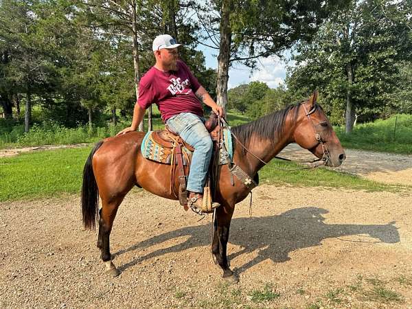 husband-safe-quarter-horse