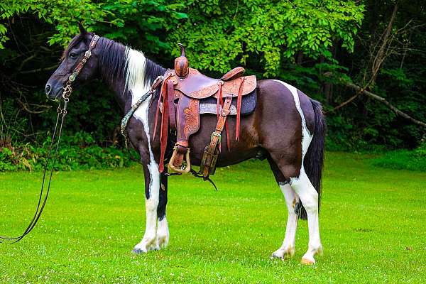 working-catt-spotted-saddle-horse