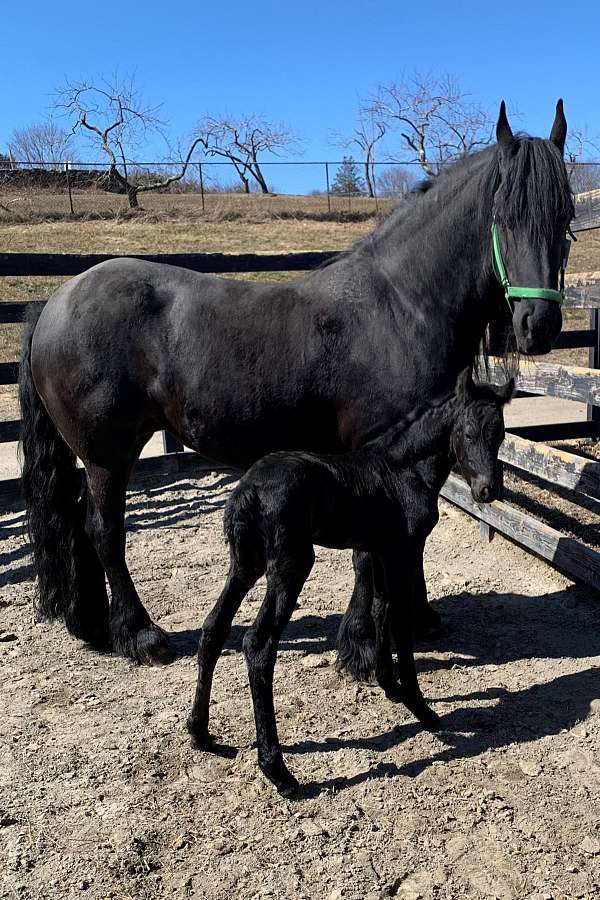 available-friesian-horse