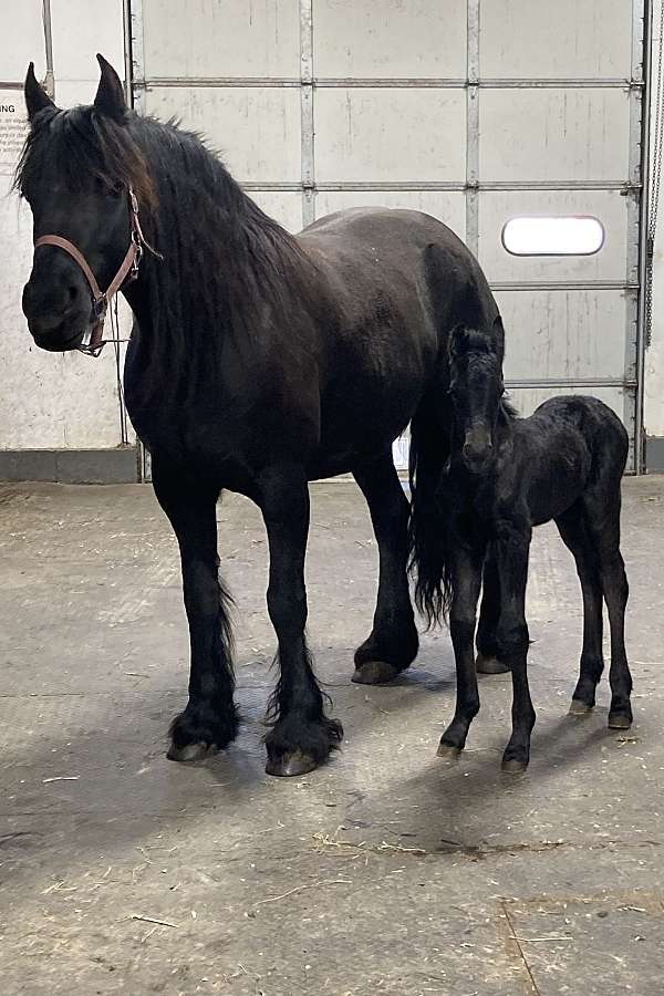 baroque-friesian-horse