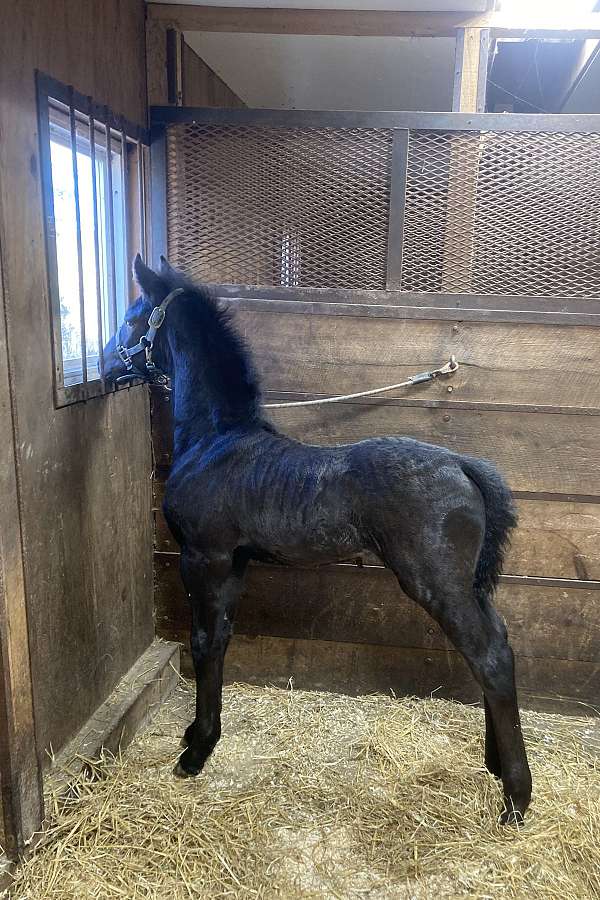 back-friesian-horse