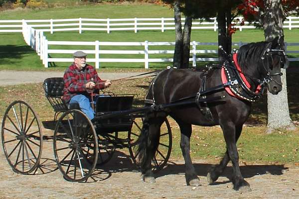 boy-friesian-horse