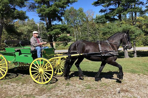 bred-friesian-horse