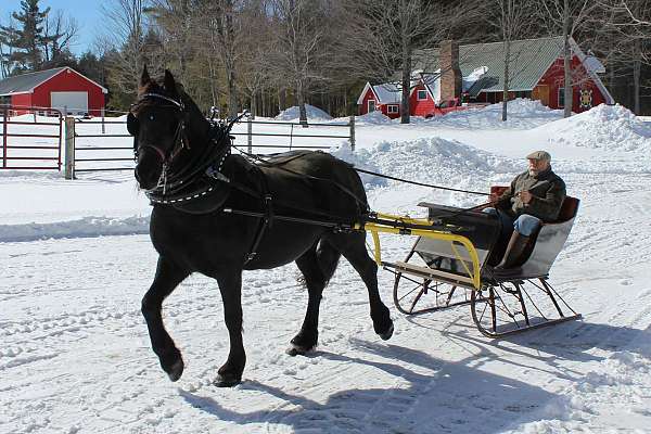 bred-back-friesian-horse