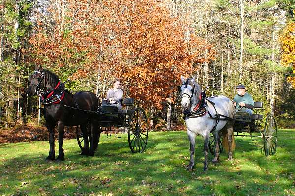 call-friesian-horse