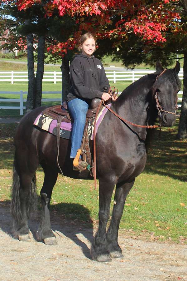 broodmare-friesian-horse