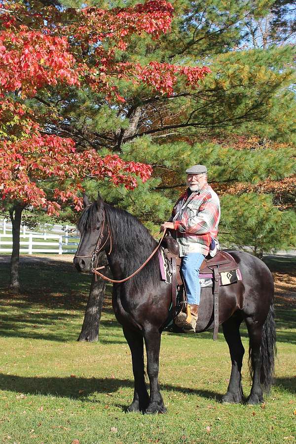 diva-friesian-horse