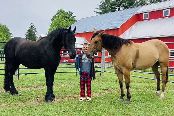 draft-friesian-horse