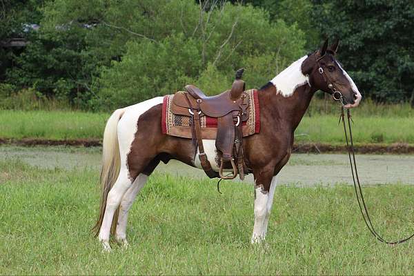 tobiano-horse