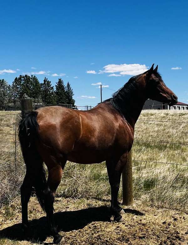 arabian-gelding