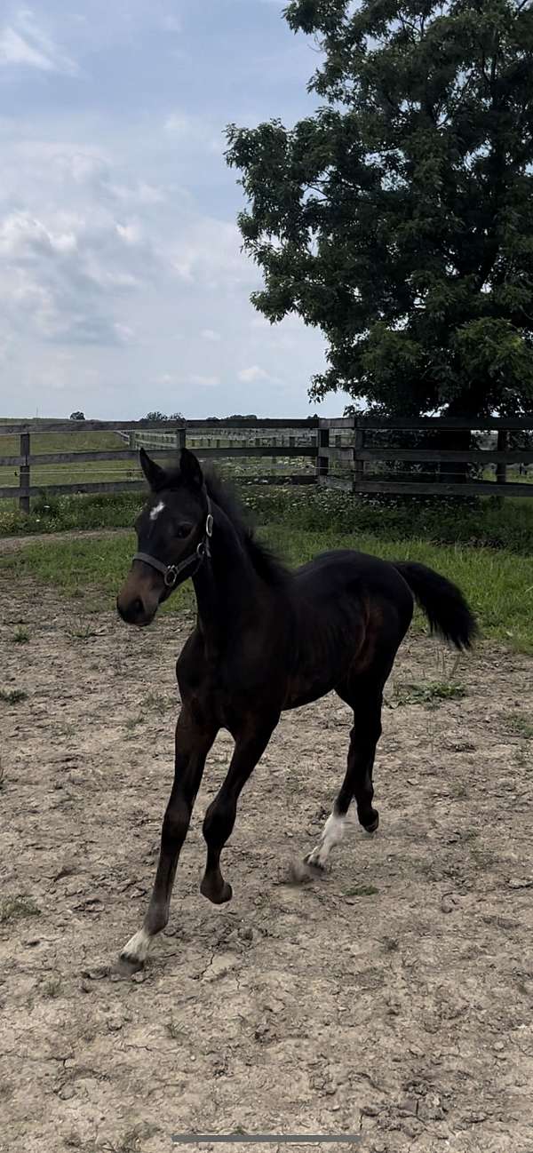 16-hand-warmblood-foal