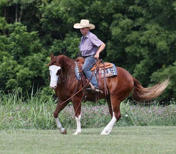 all-around-quarter-horse