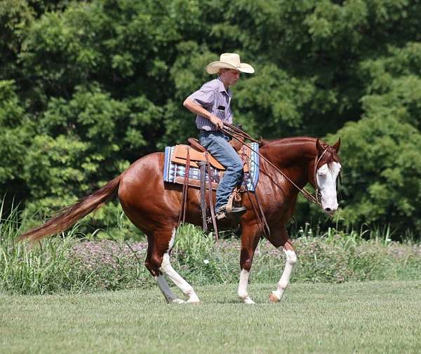 athletic-quarter-horse