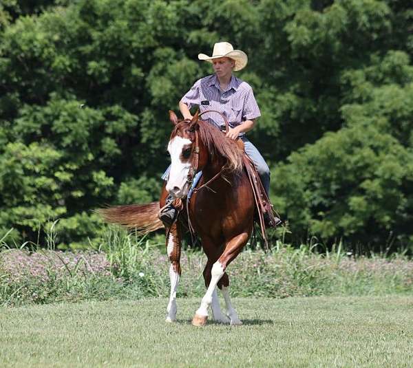 beginner-quarter-horse