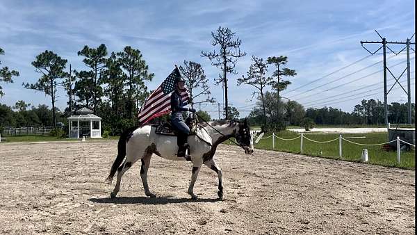 domino-horse