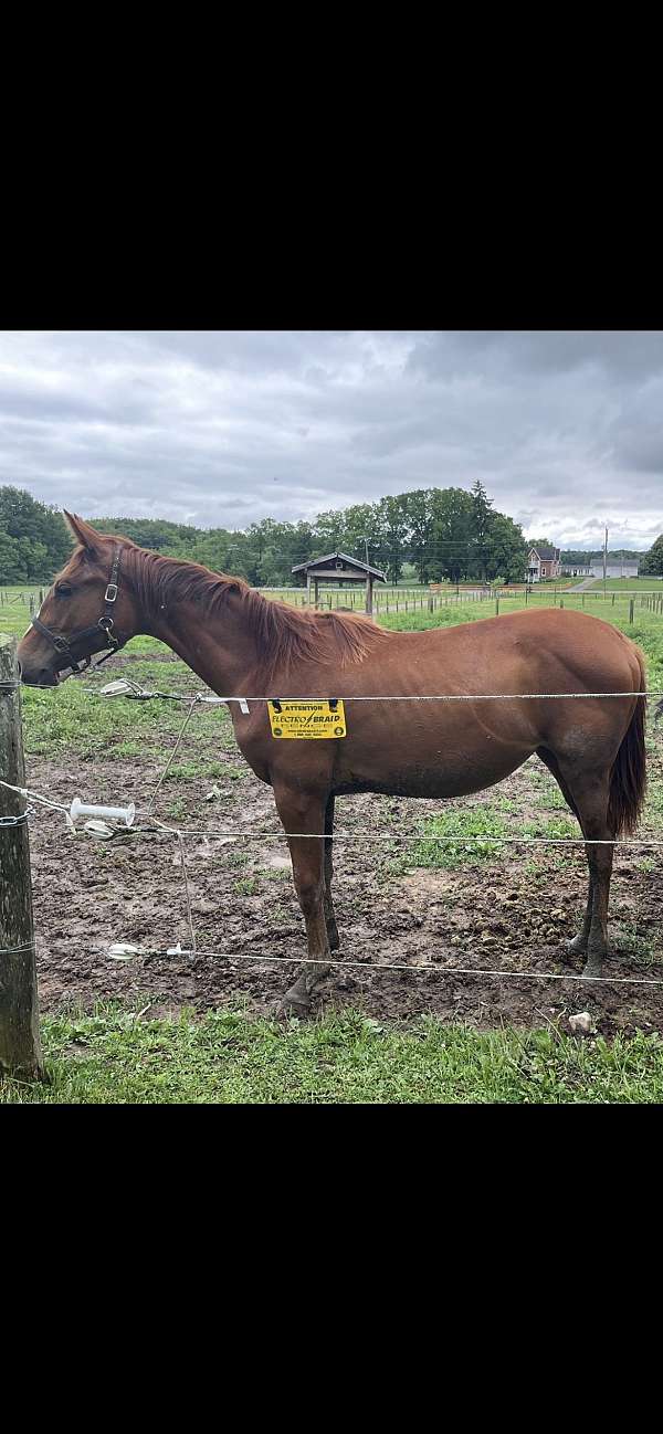 chestnut-warmblood-yearling