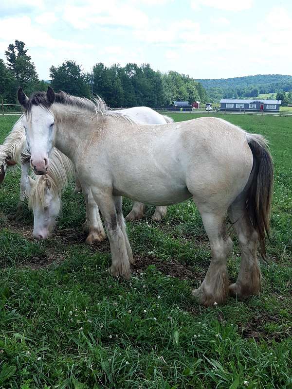 filly-buckskin-gypsy-vanner-horse