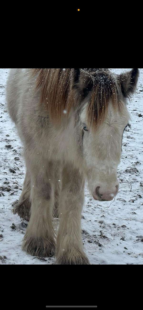 filly-buckskin-gypsy-vanner-horse