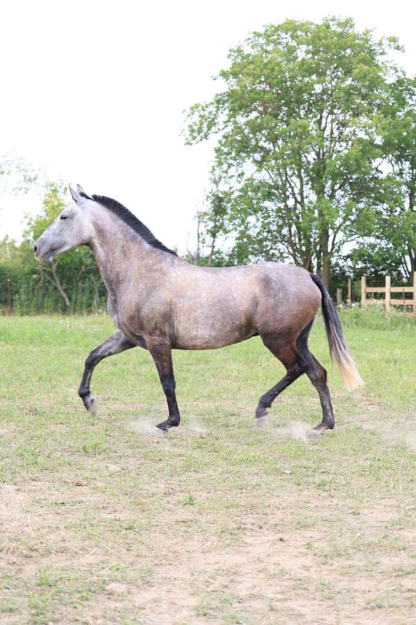 all-around-andalusian-horse