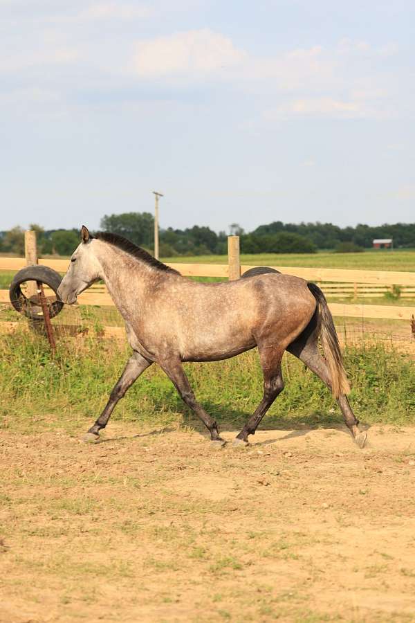 athletic-andalusian-horse