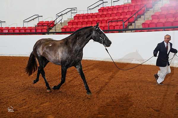 beginner-andalusian-horse