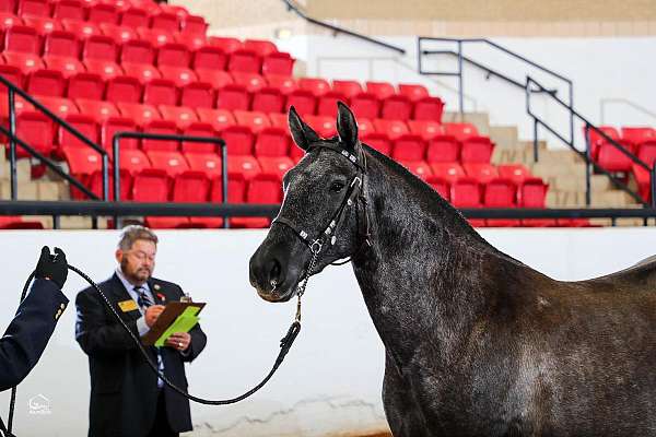 breeding-andalusian-horse