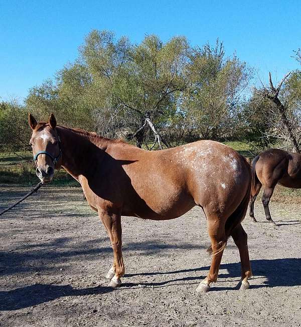 spots-over-loin-hips-horse