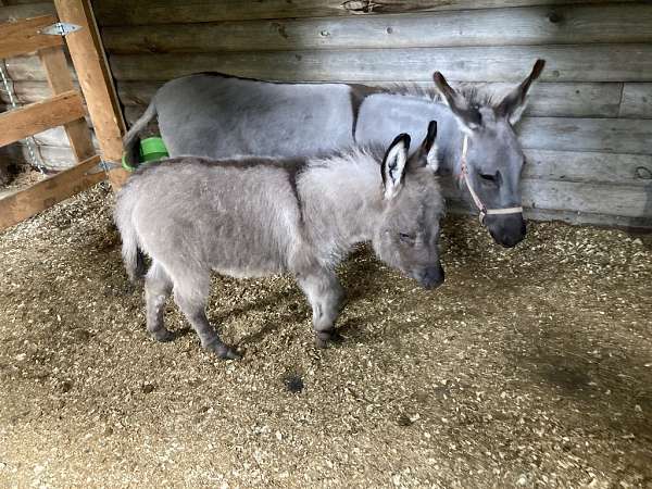 grey-donkey-colt