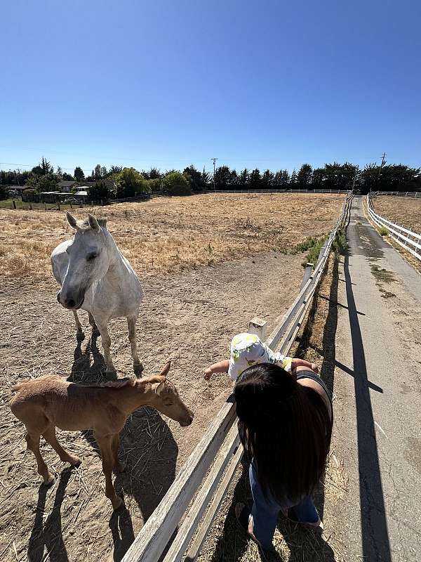 andalusian-filly