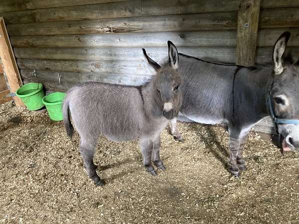 grey-donkey-colt