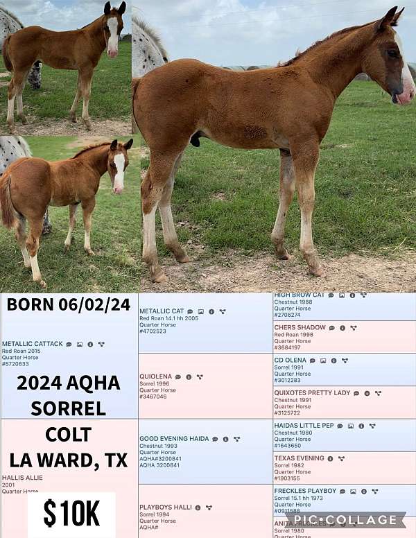 sorrel-quarter-horse-colt