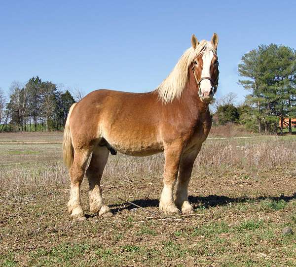 stud-belgian-horse