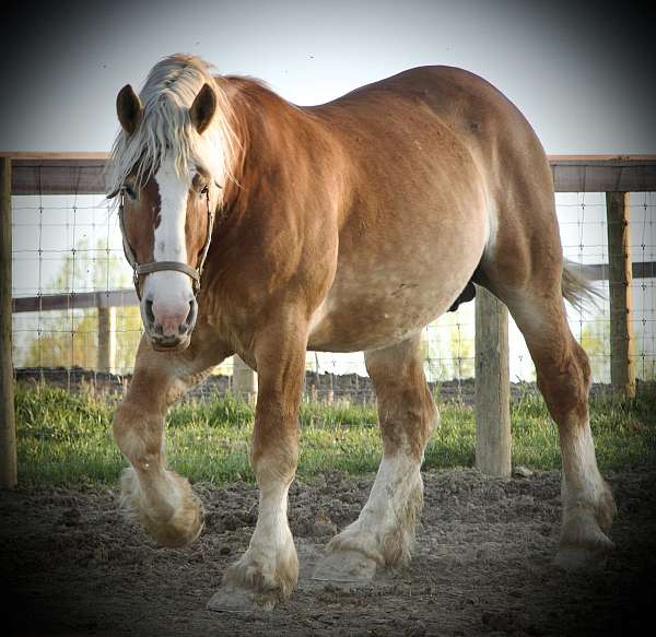 classical-belgian-horse