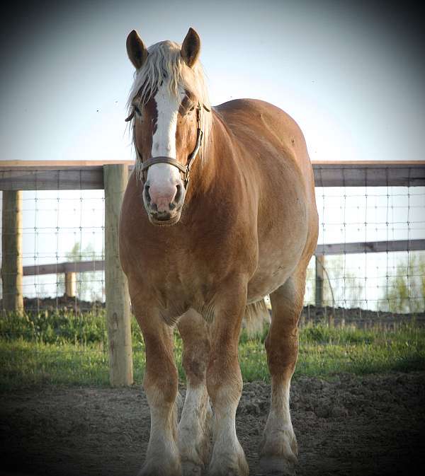 cutting-prospect-belgian-horse