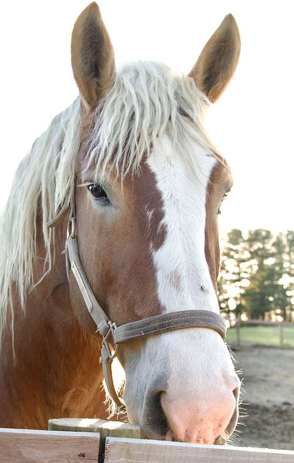 double-dilute-belgian-horse