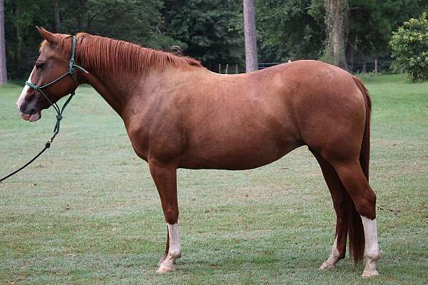 breeding-quarter-horse