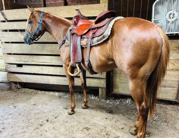 2-year-old-gelding