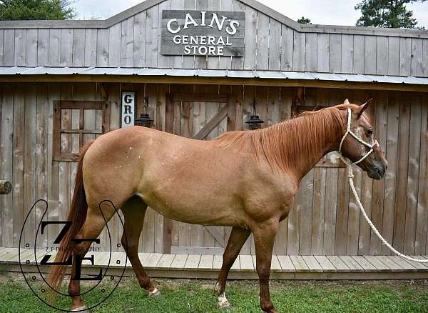 quarter-horse-for-sale