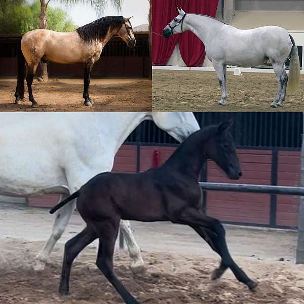 grey-andalusian-filly