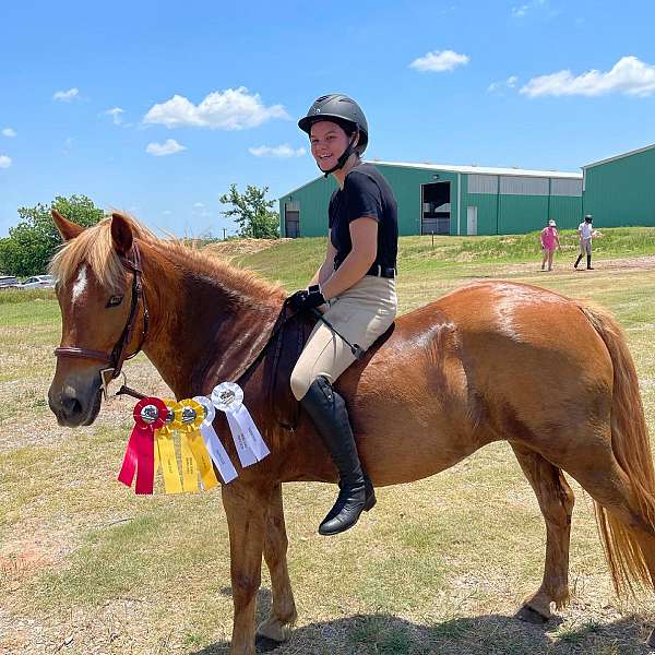 athletic-haflinger-pony