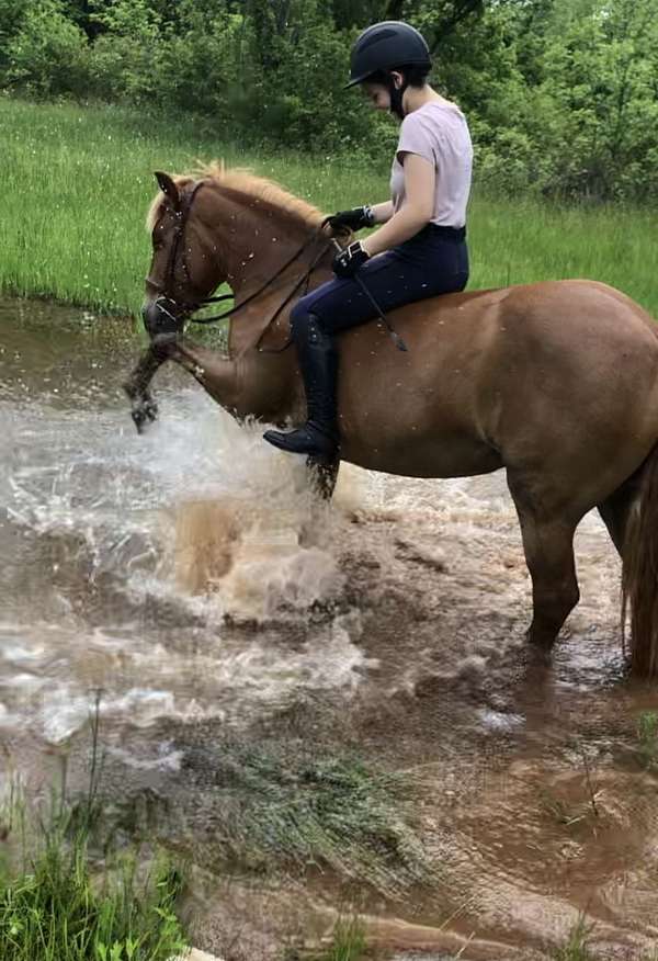 barrel-haflinger-pony