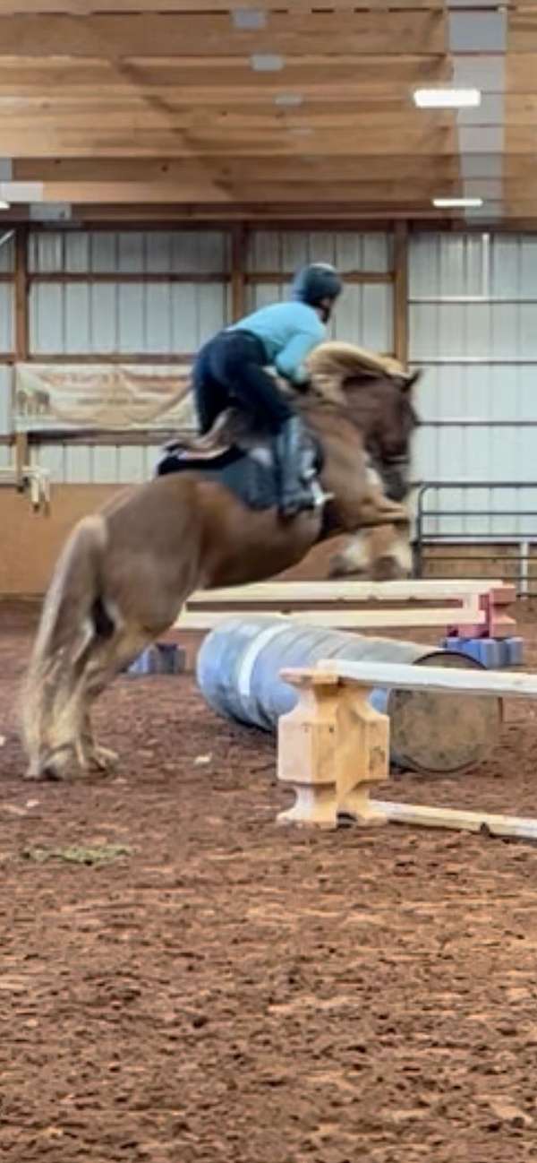 eventing-haflinger-pony