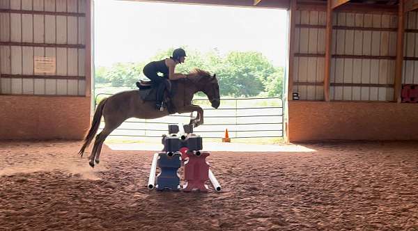 jumper-haflinger-pony