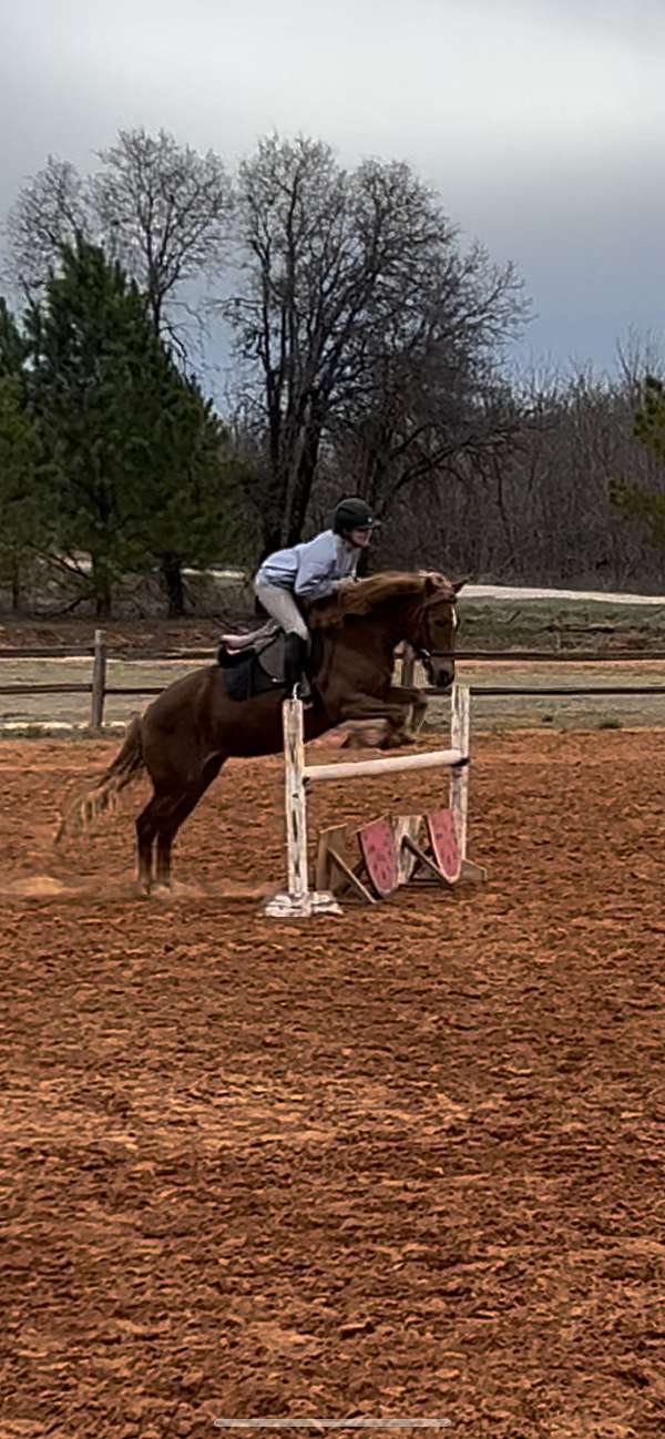 jumping-haflinger-pony