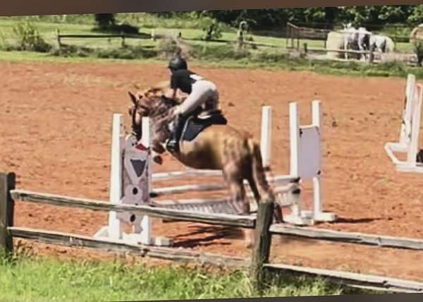 show-haflinger-pony